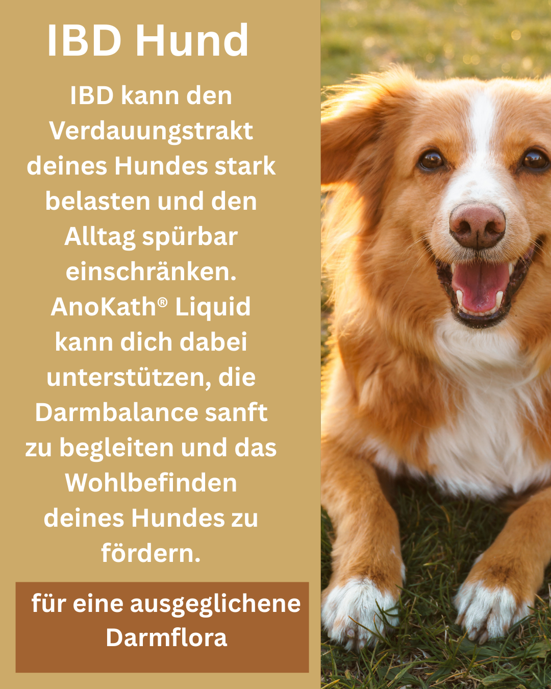 IBD Hund