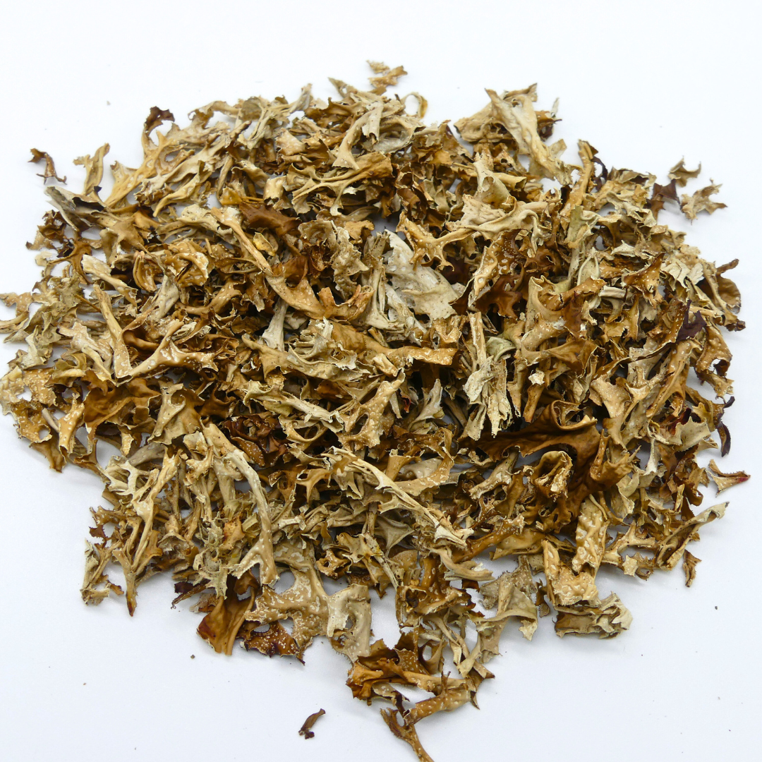 Cheval de mousse islandais 1 kg