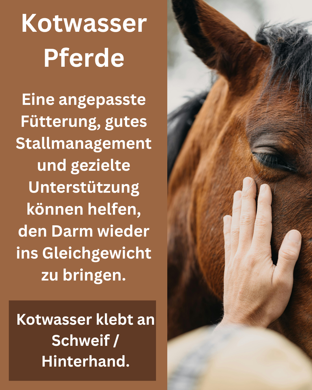 Kotwasser Pferd