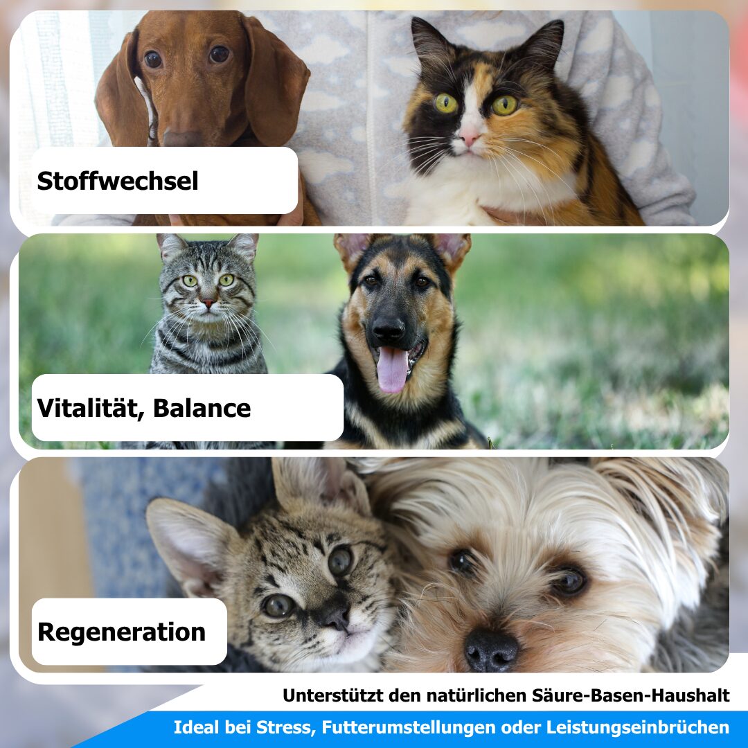 Säure-Basen für Tiere – Unterstützung des Wohlbefindens im Alltag