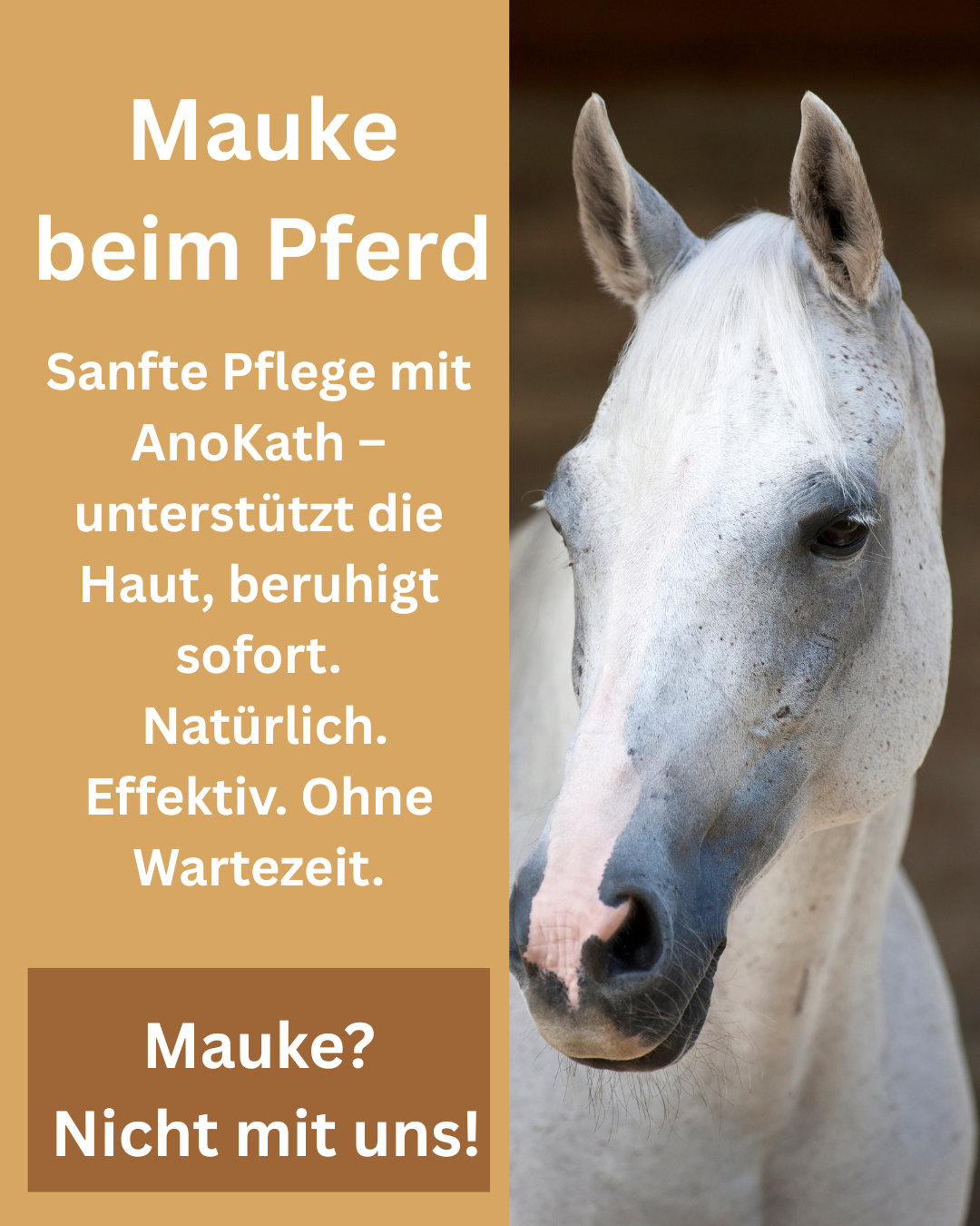 Mauke Pferd
