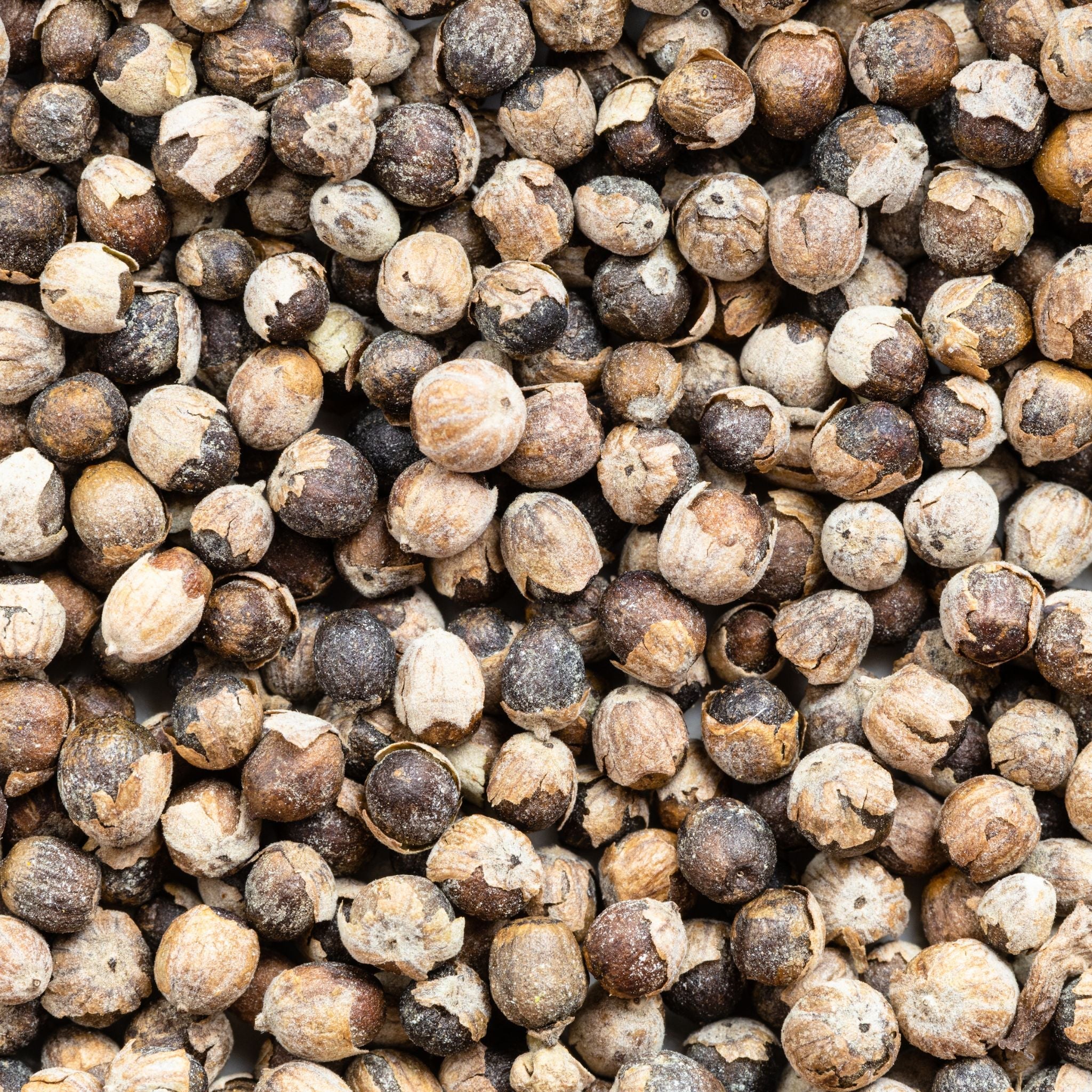 Gattilier pour chevaux 1 kg