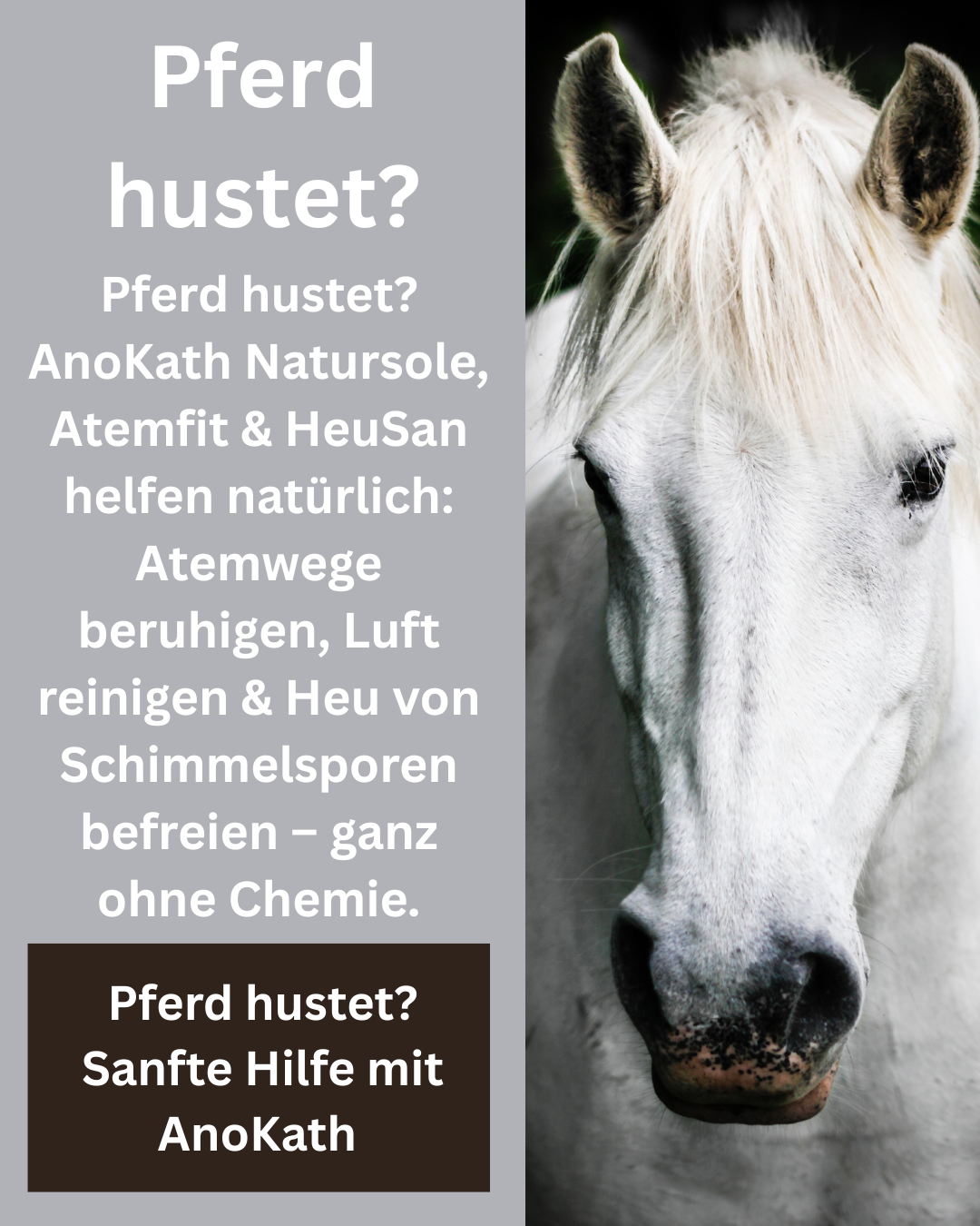 Pferd hustet