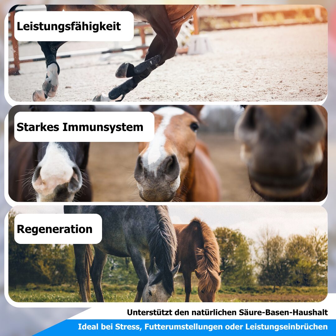 Pferd mit entzündlicher Hautreaktion am Bein – Vaskulitis