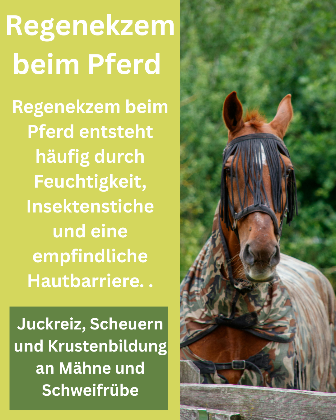 Regenekzem beim Pferd