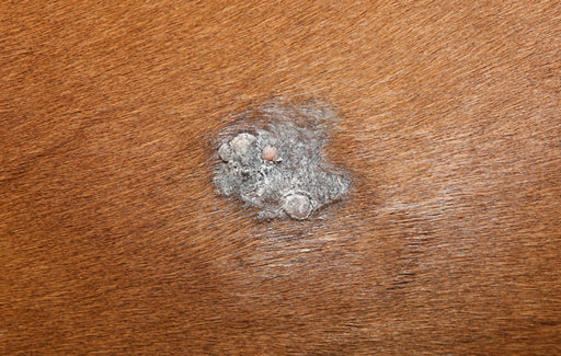 Sarkoid beim Pferd: Hautläsion an [Kopf/Hals/Bauch/Bein]