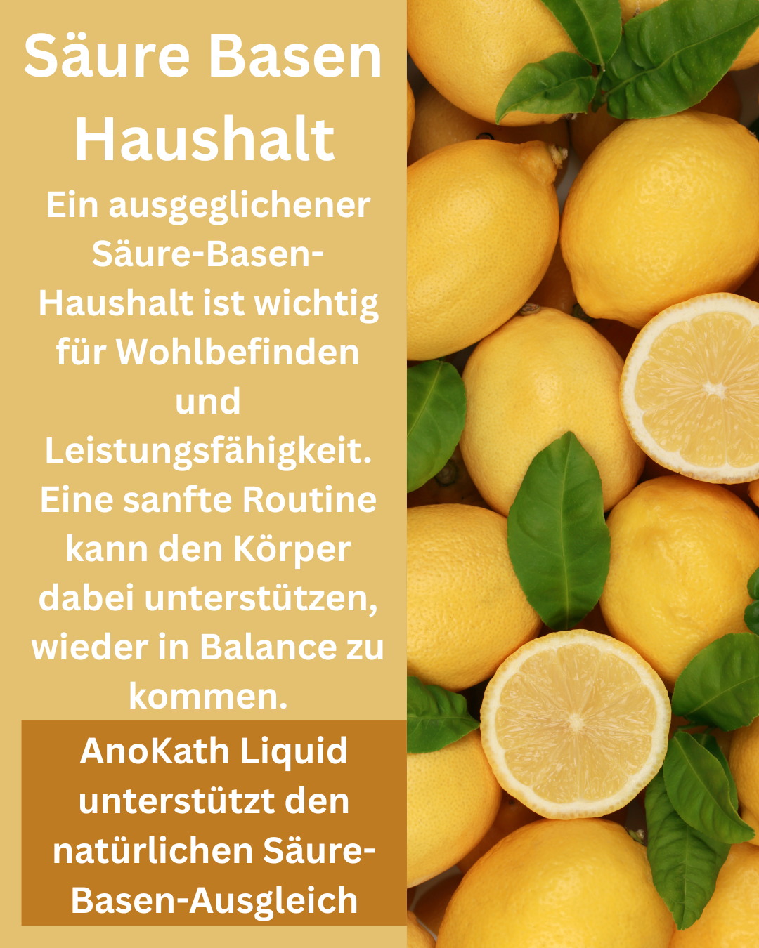 Säure Basen Haushalt