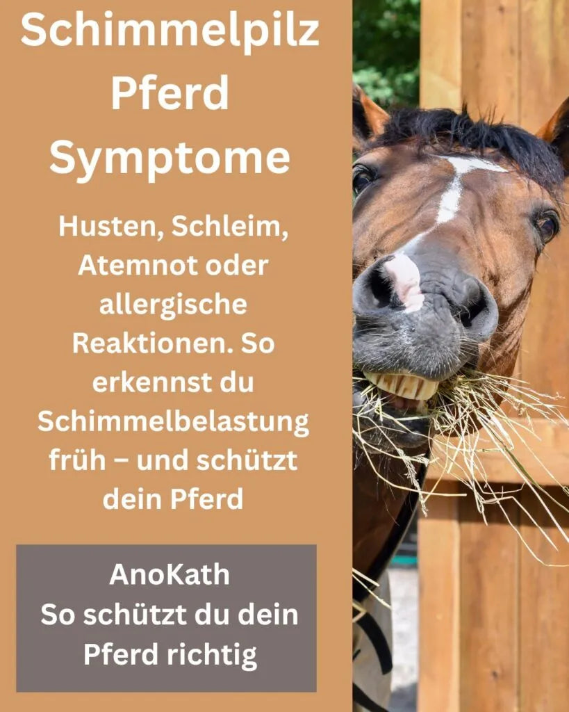 Schimmelpilz Pferd Symptome