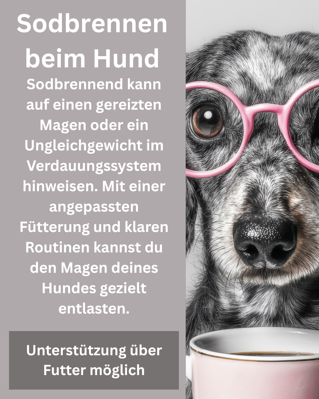 Sodbrennen beim Hund