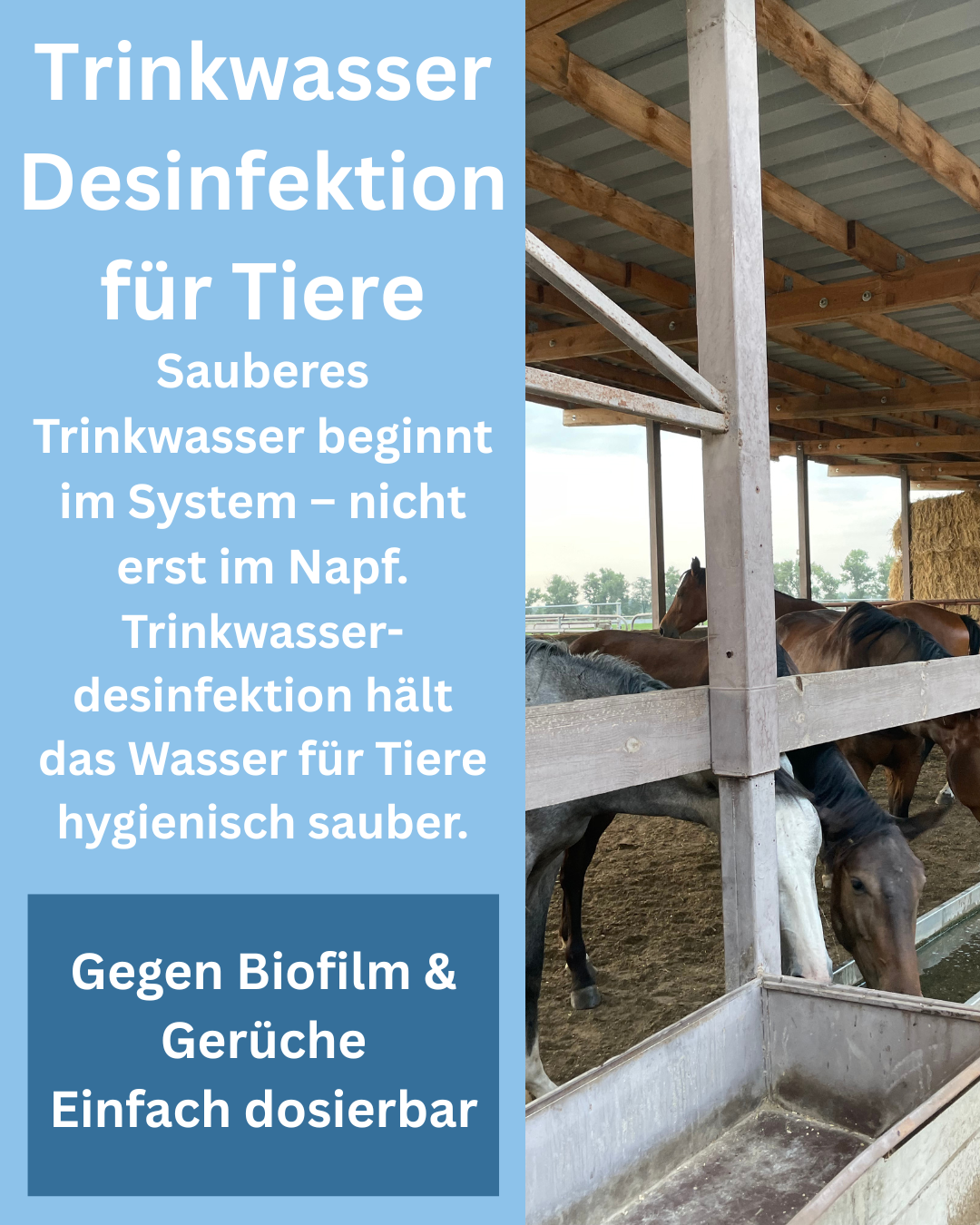Trinkwasser Desinfektion für Tiere