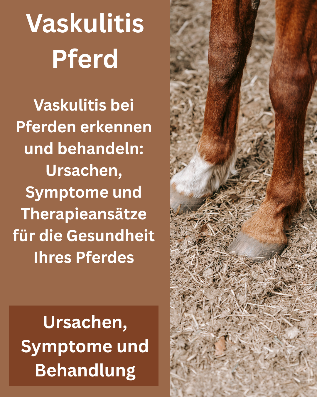 Vaskulitis bei Pferden