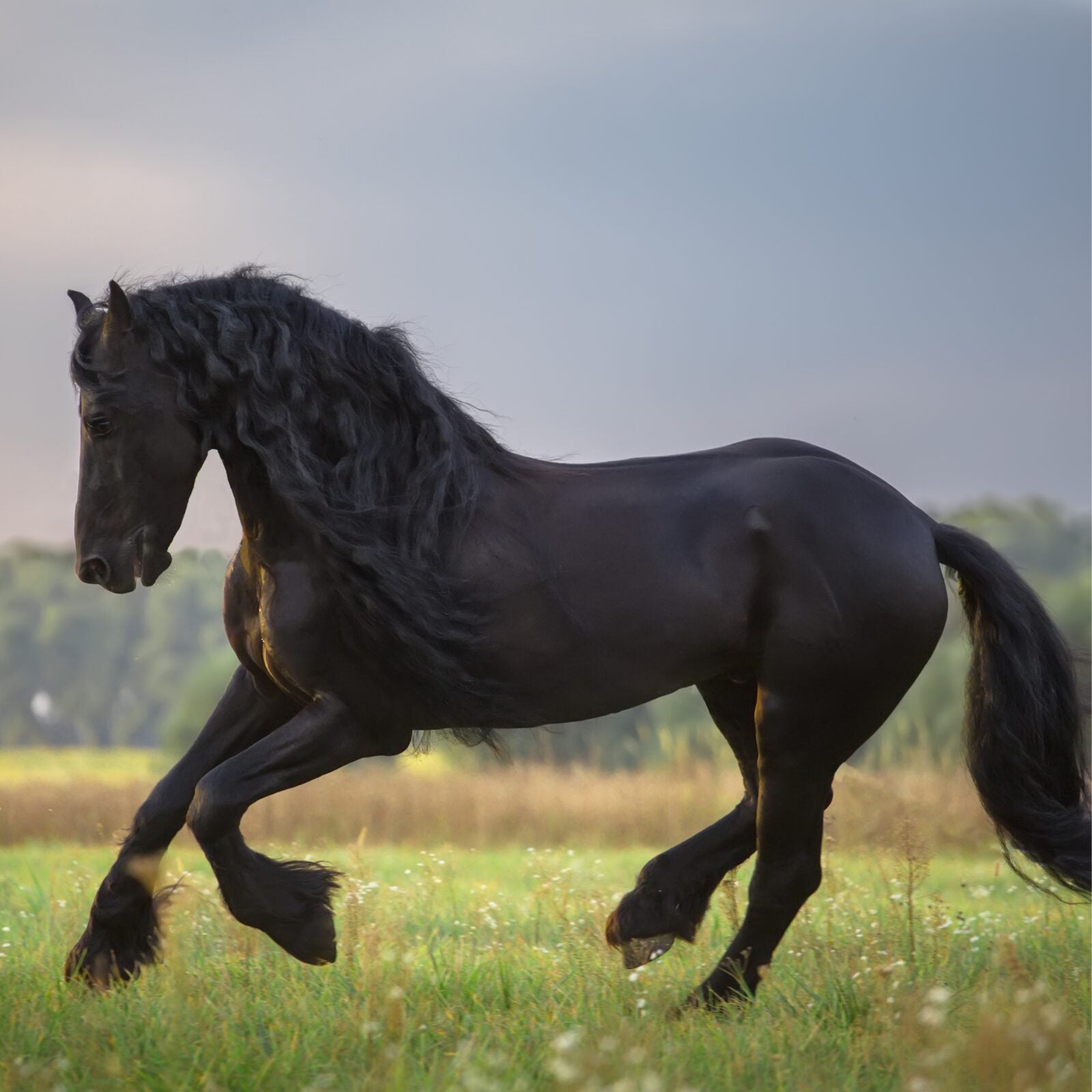 Pferdebein mit Hautirritationen und Schwellung – Thema Vaskulitis