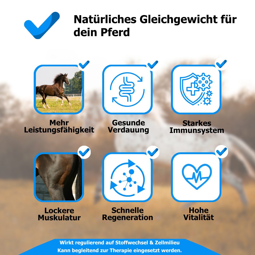 Vaskulitis beim Pferd: betroffene Hautpartie am Fesselbereich