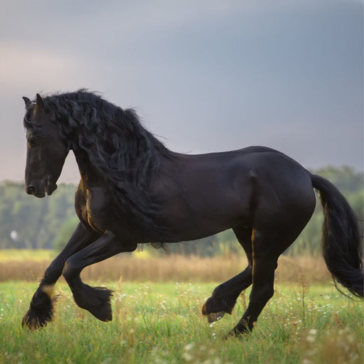 Pferdebein mit Hautirritationen und Schwellung – Thema Vaskulitis