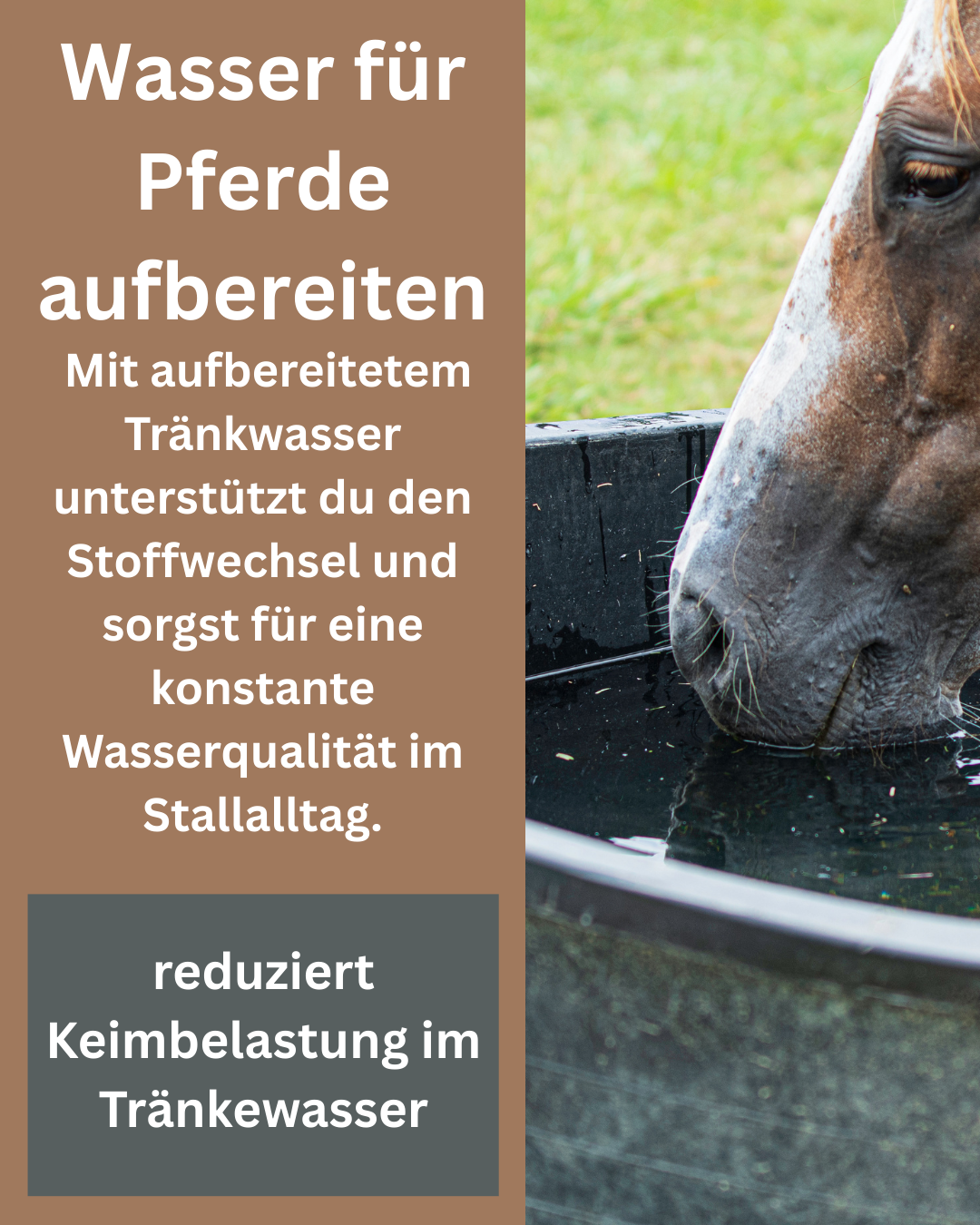 Wasser für Pferde aufbereiten