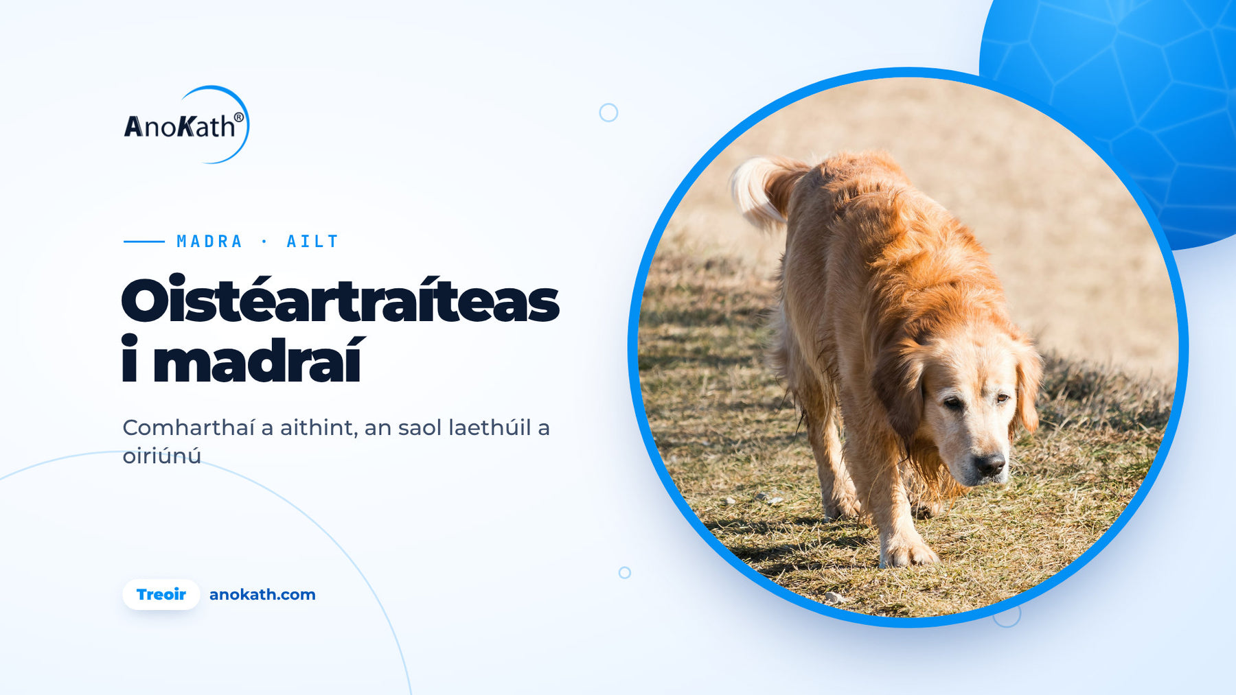 Golden Retriever níos sine ag siúl go socair ar chonair, íomhá chlúdaigh don treoir ar oistéartraíteas i madraí