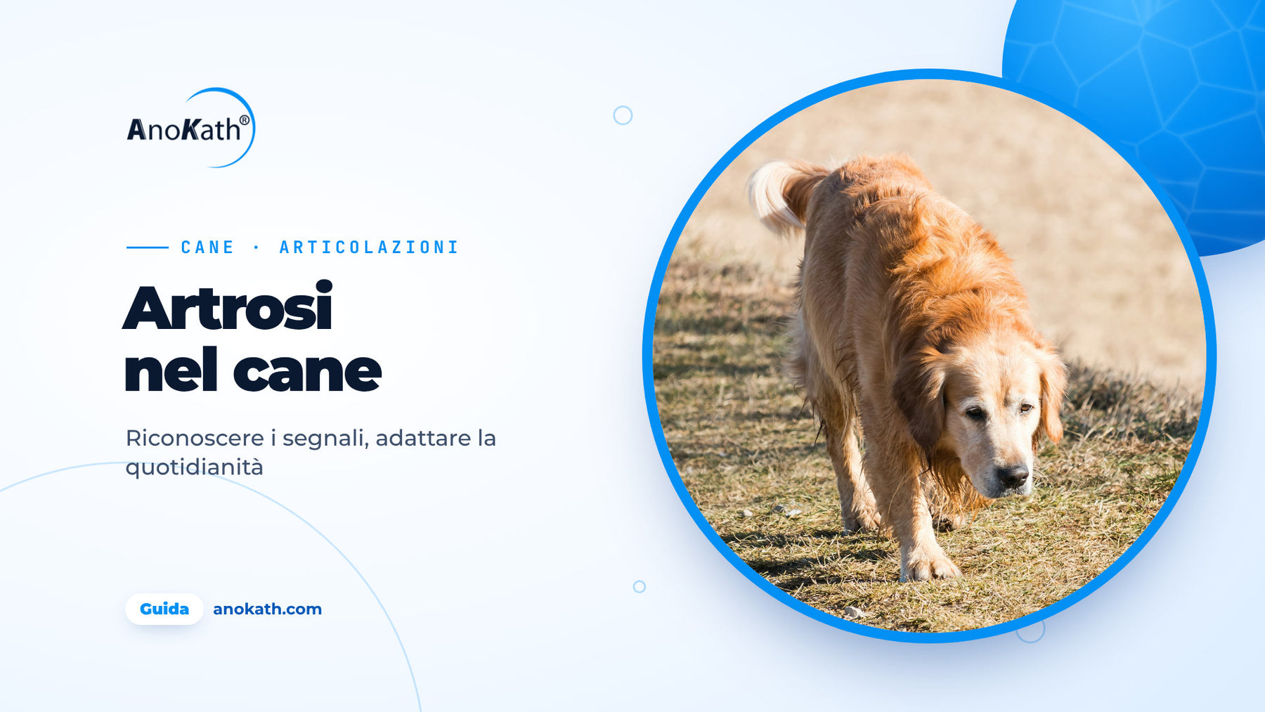 Golden Retriever anziano cammina tranquillo su un sentiero, immagine di copertina della guida sull’artrosi nel cane
