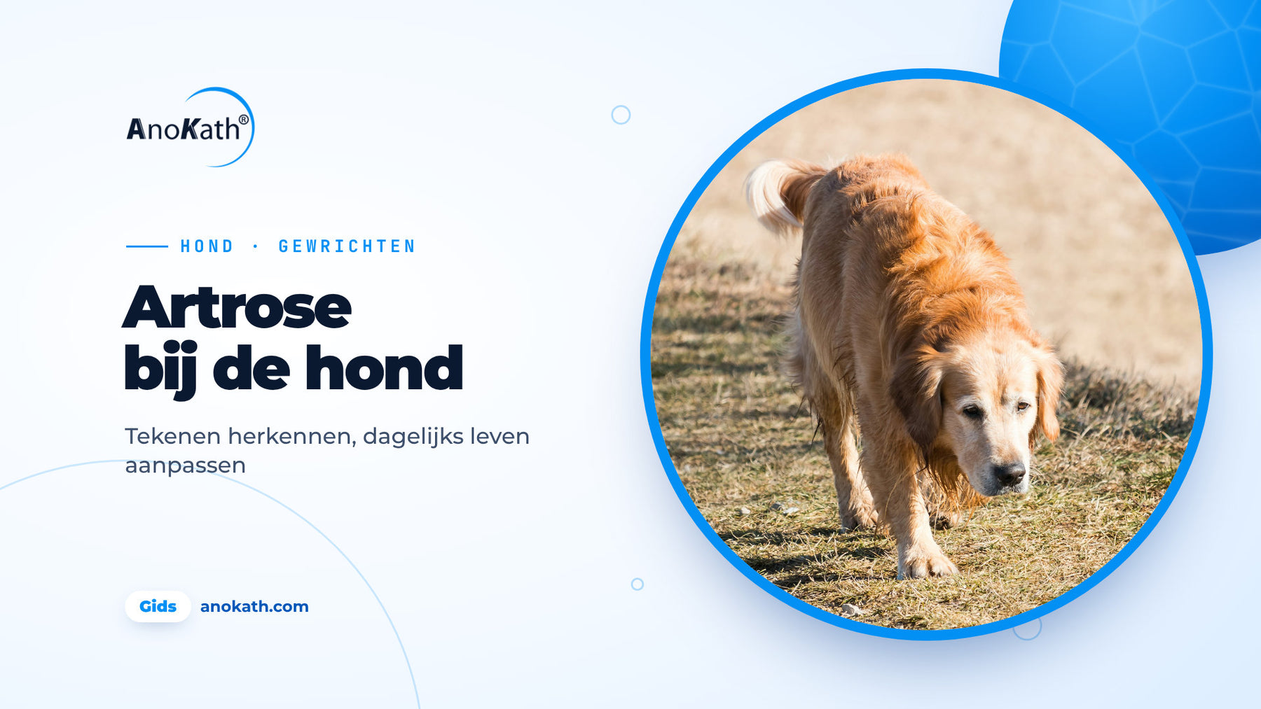 Oudere golden retriever loopt rustig over een pad, omslagafbeelding bij de gids over artrose bij de hond