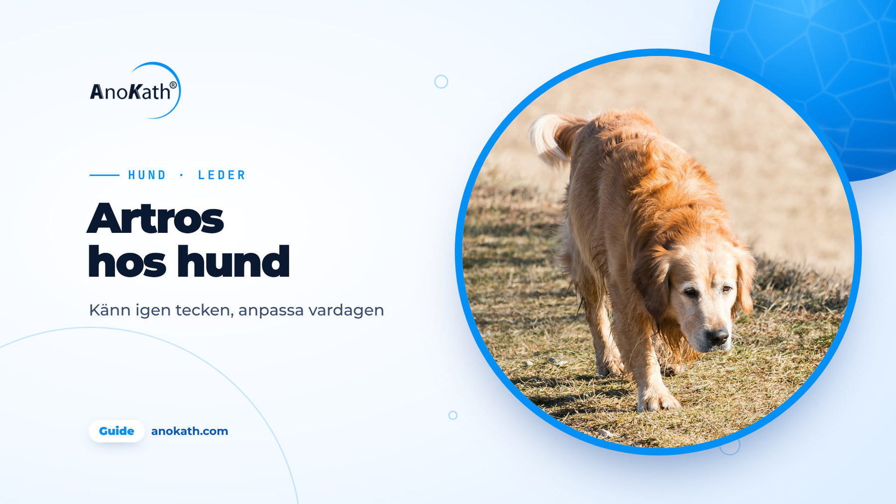 Äldre golden retriever går lugnt på en stig, omslagsbild till guiden om artros hos hund