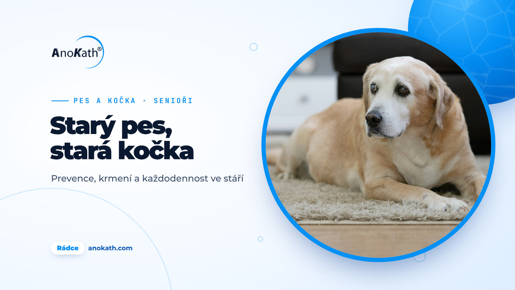 Starší labrador se šedým čenichem leží ve světlém obývacím pokoji, titulní obrázek rádce o psech a kočkách ve stáří