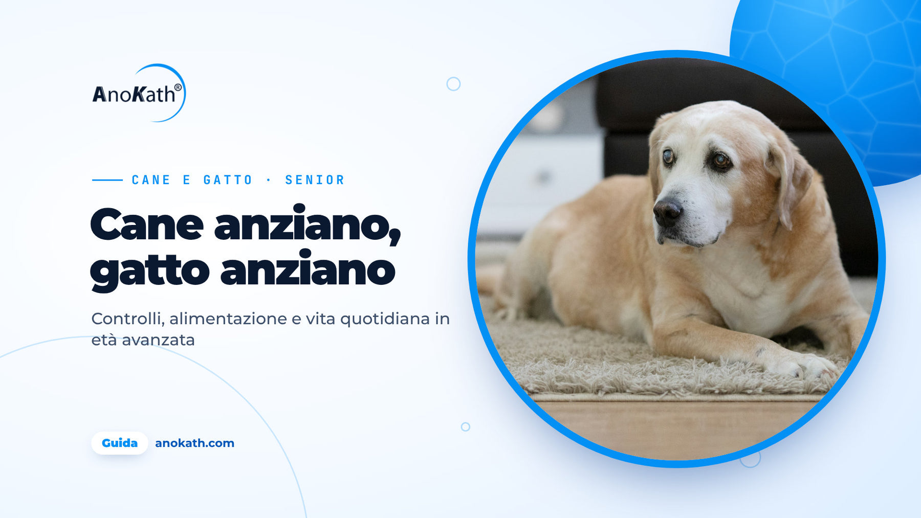 Labrador anziano con il muso grigio sdraiato in un soggiorno luminoso, immagine di copertina della guida su cani e gatti anziani