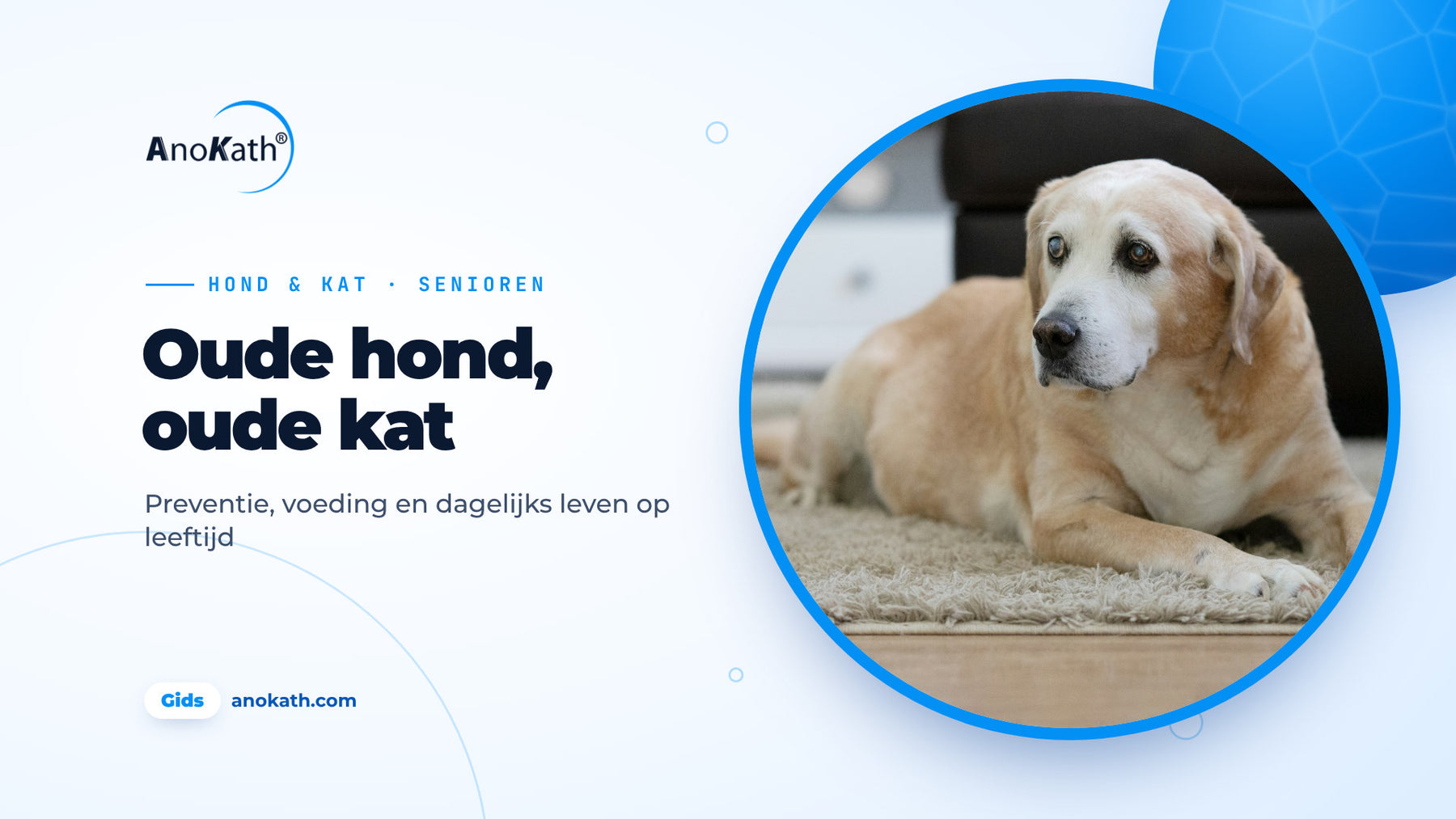 Oudere labrador met grijze snuit ligt in de lichte woonkamer, omslagafbeelding bij de gids over honden en katten op leeftijd