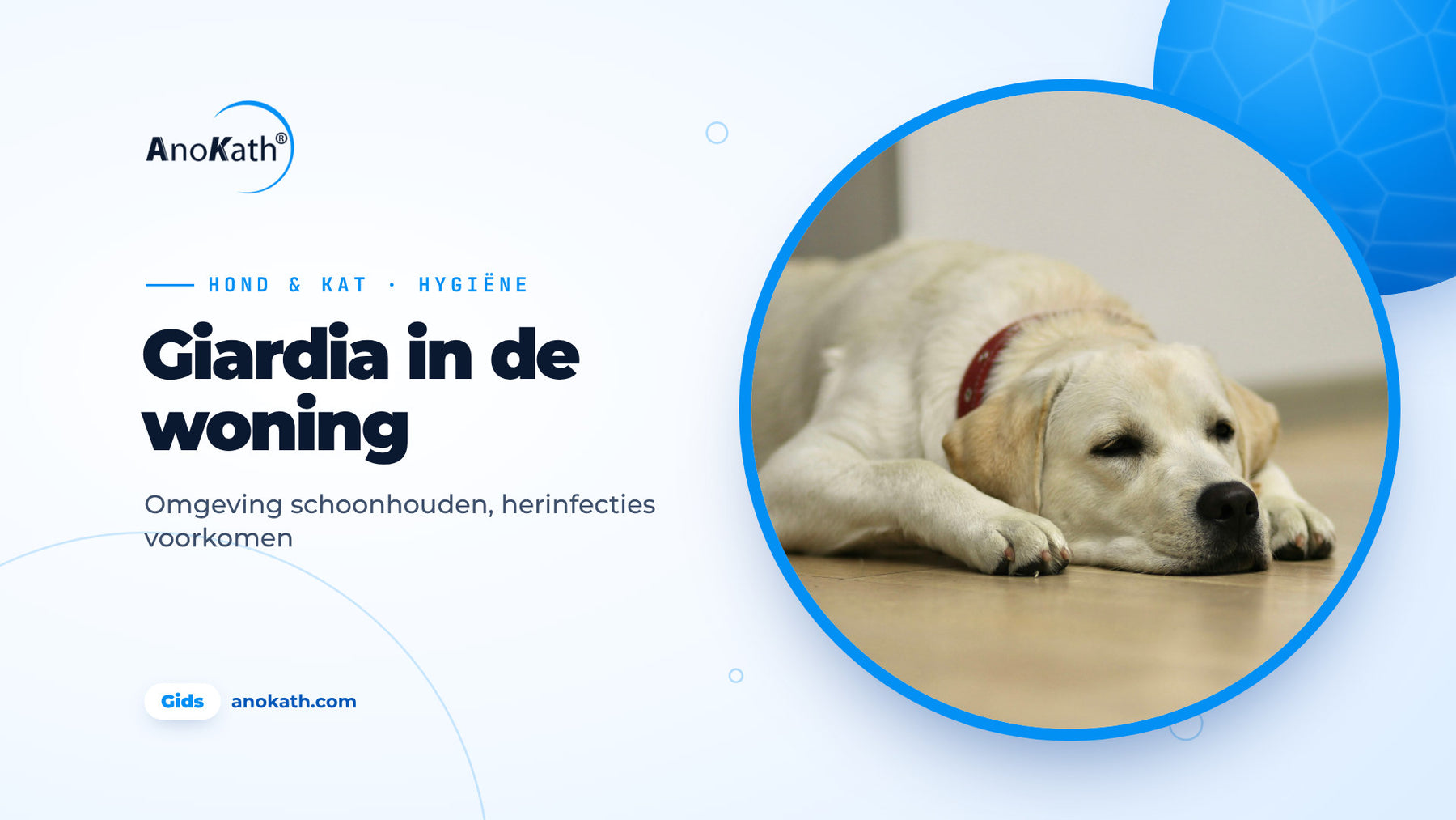Labrador ligt op een lichte houten vloer, omslagafbeelding bij de gids over giardia in de woning