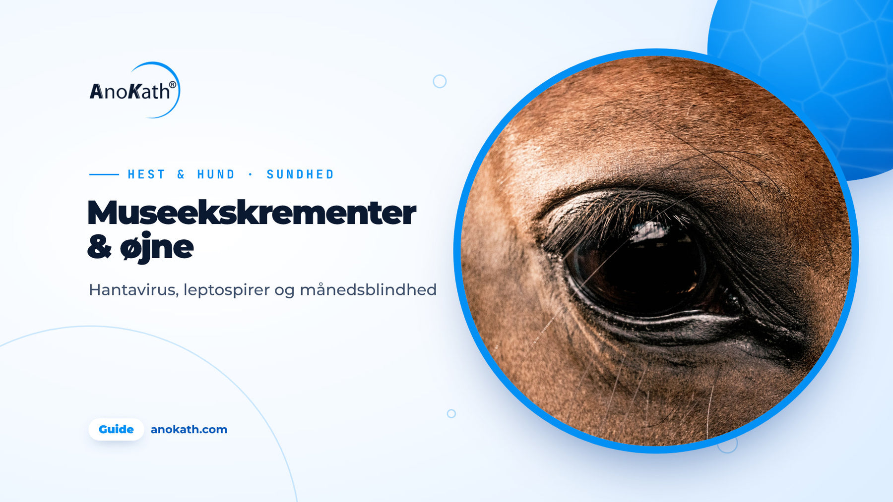 Nærbillede af et sundt hesteøje, forsidebillede til guiden om museekskrementer, leptospirer og månedsblindhed