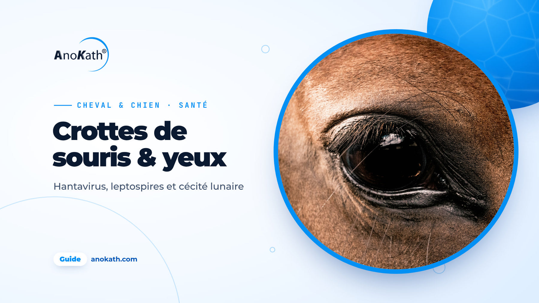 Gros plan sur l’œil sain d’un cheval, image de couverture du guide sur les excréments de souris, les leptospires et la cécité lunaire