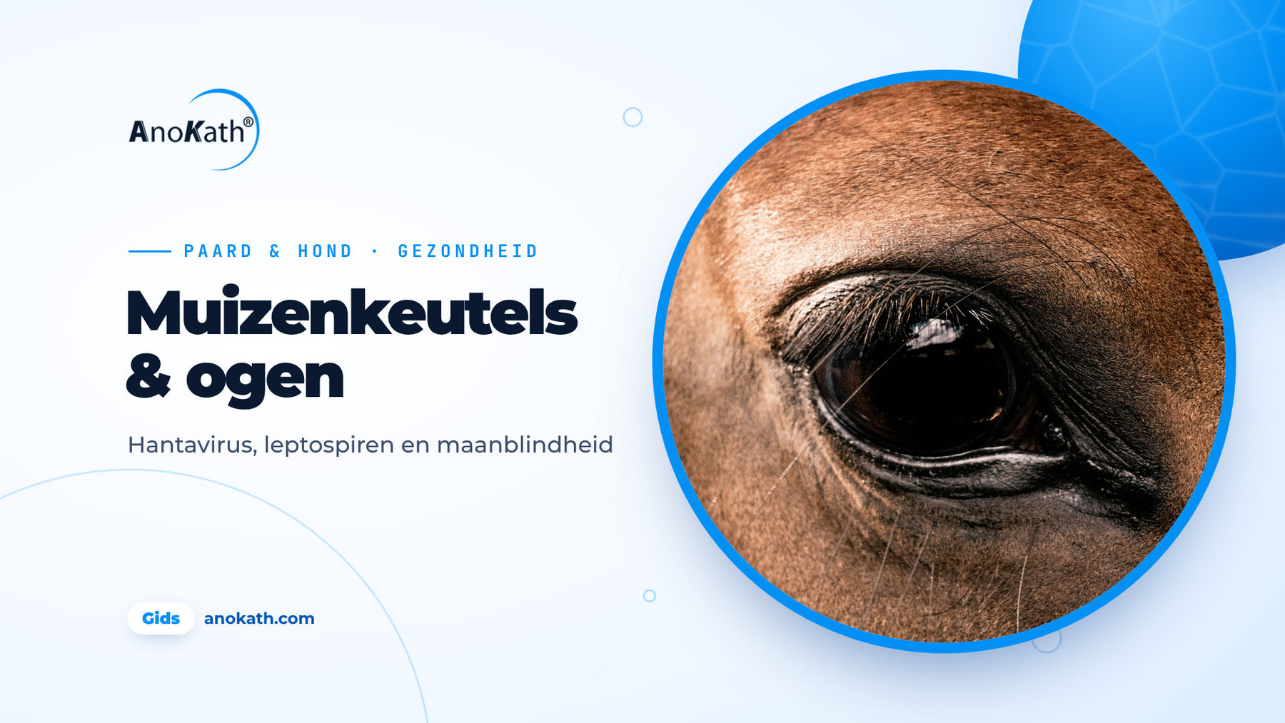 Close-up van een gezond paardenoog, omslagafbeelding bij de gids over muizenkeutels, leptospiren en maanblindheid