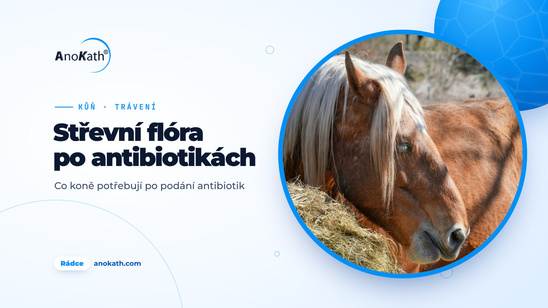 Kůň žere seno na výběhu, titulní obrázek rádce o střevní flóře po antibiotikách