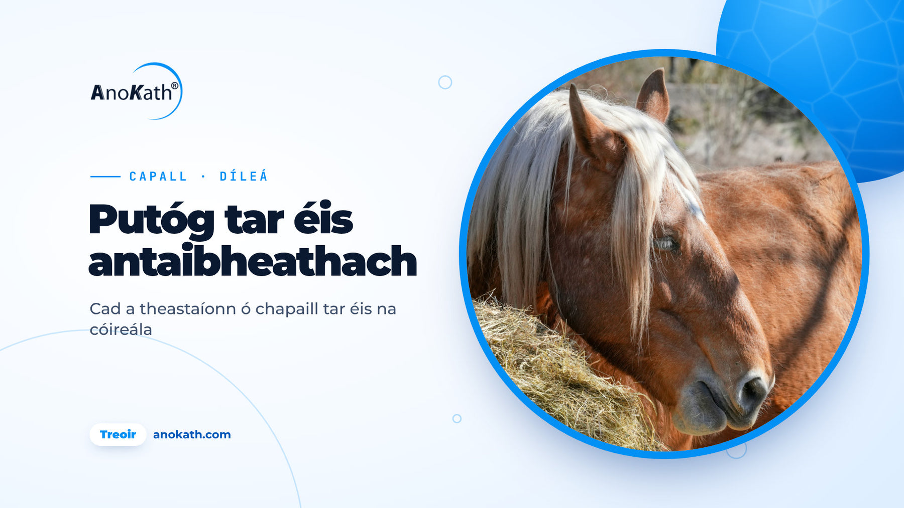 Capall ag ithe féir thirim ar an bpaddock, íomhá chlúdaigh don treoir ar fhlóra putóige tar éis antaibheathach