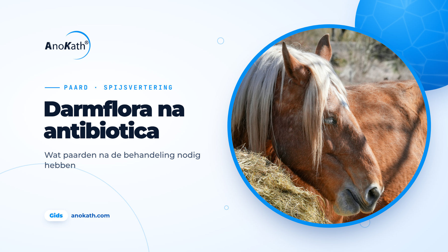 Paard eet hooi op de paddock, omslagafbeelding bij de gids over darmflora na antibiotica