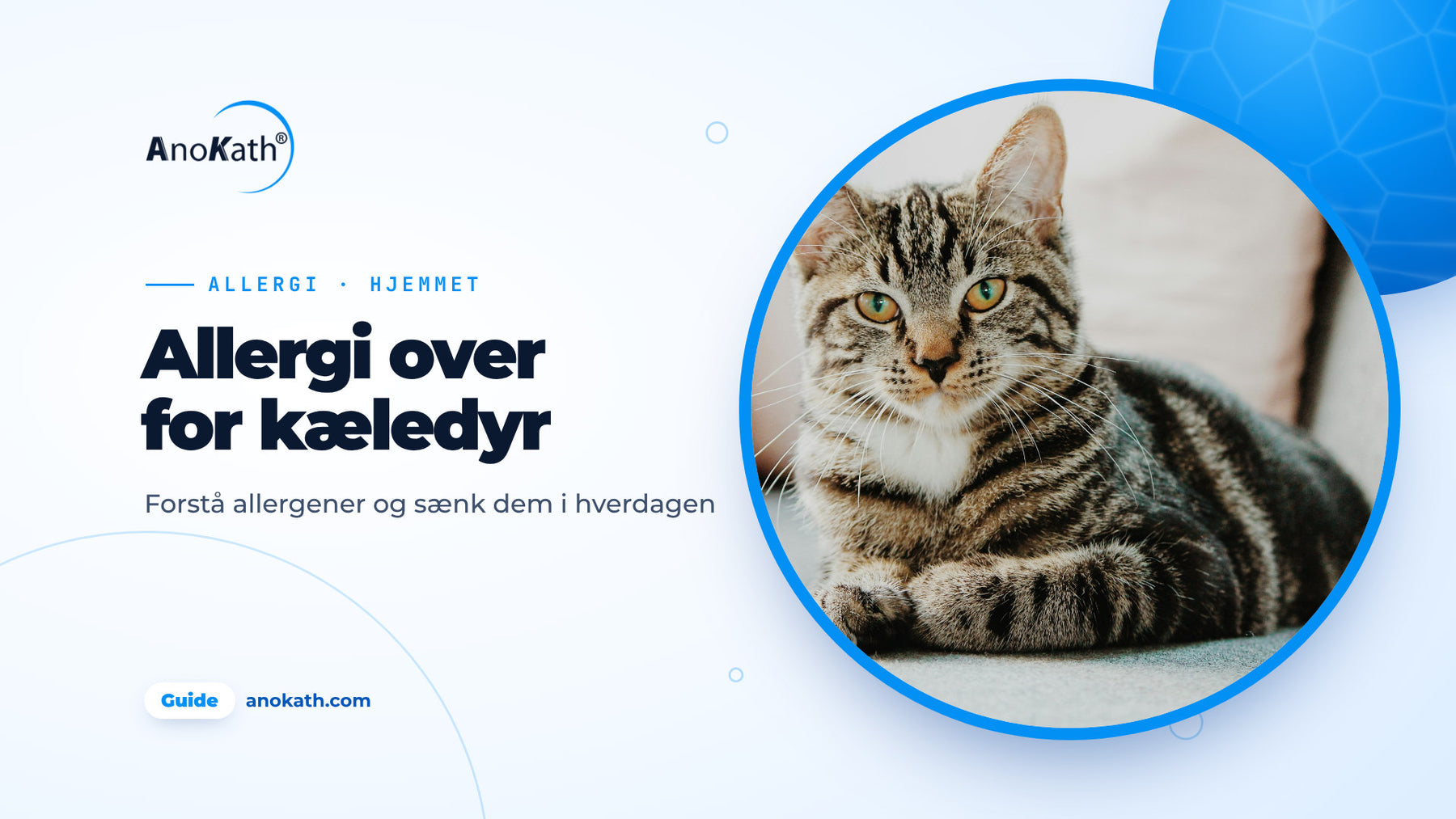 Stribet kat på en lys sofa, forsidebillede til guiden om allergi over for kæledyr
