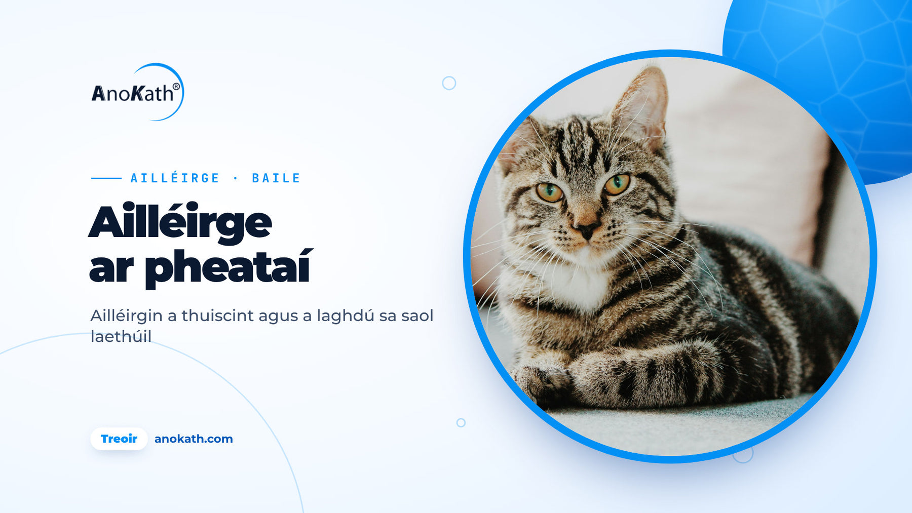 Cat stríocach ar tholg geal, íomhá chlúdaigh don treoir ar ailléirge ar pheataí