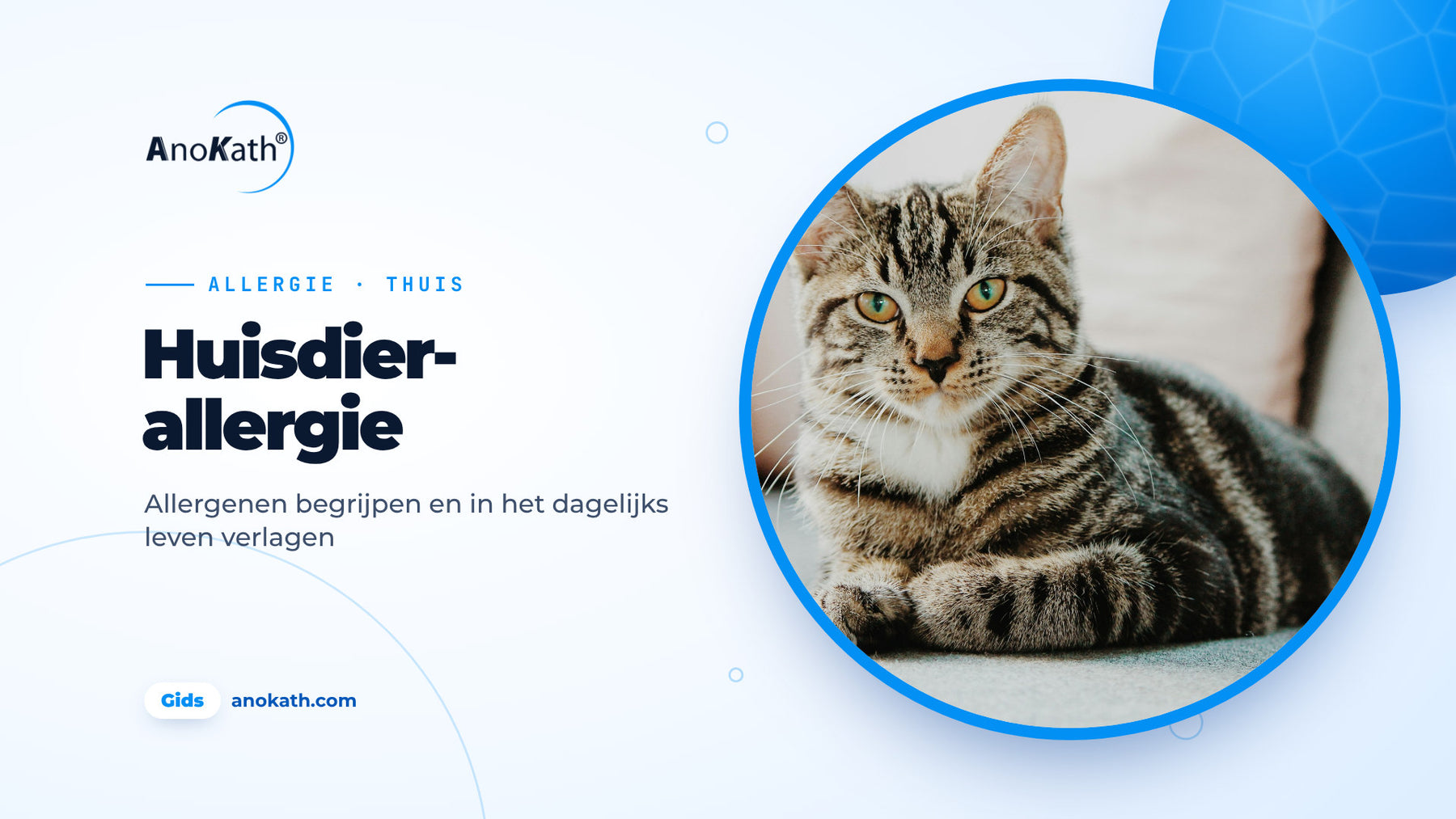 Cyperse kat op een lichte bank, omslagafbeelding bij de gids over huisdierallergie