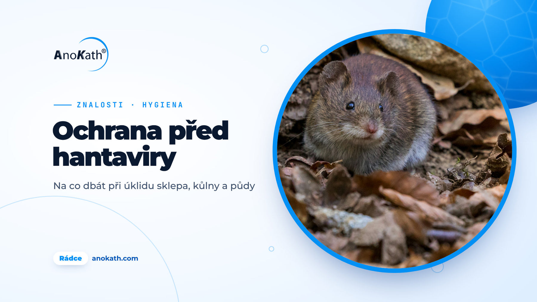 Malá hnědá myš v podzimním listí, titulní obrázek rádce o ochraně před hantaviry