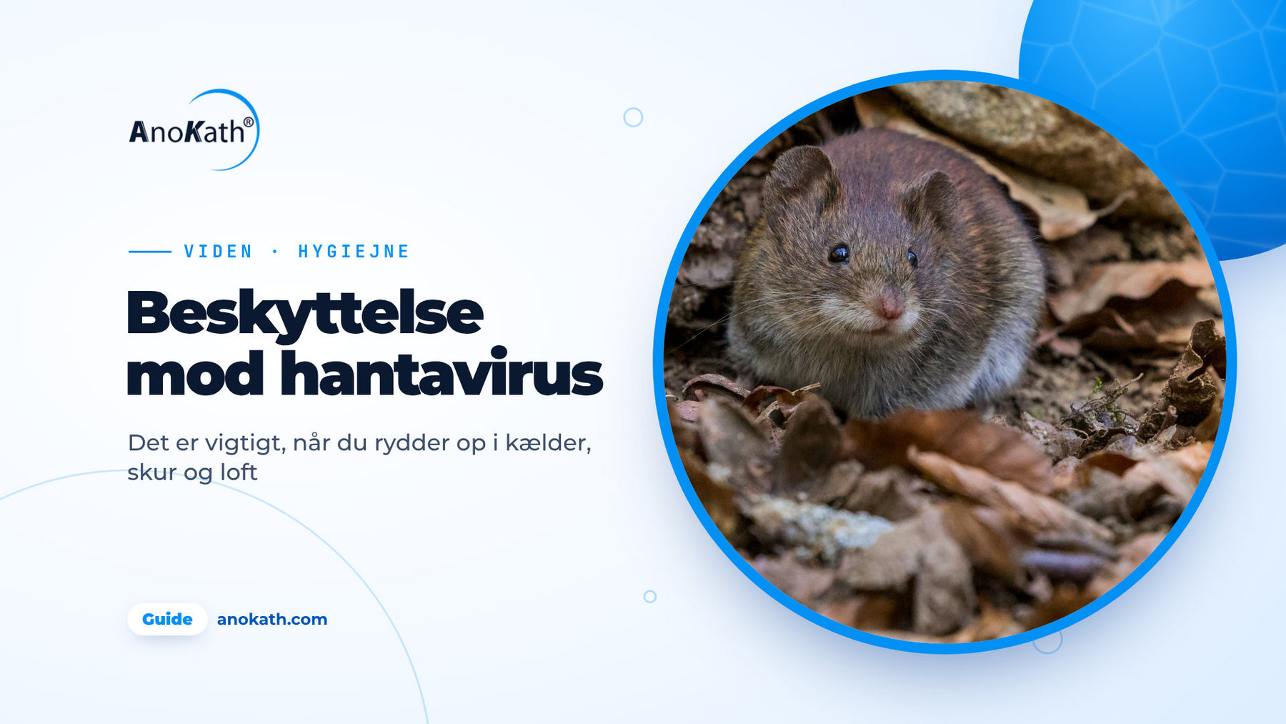 Lille brun mus i efterårsløv, forsidebillede til guiden om beskyttelse mod hantavirus