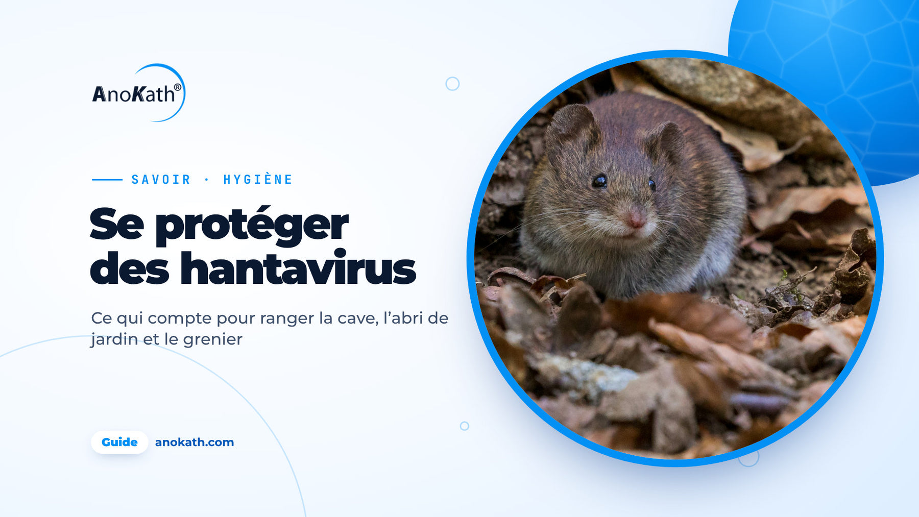 Petite souris brune dans les feuilles d’automne, image de couverture du guide sur la protection contre les hantavirus