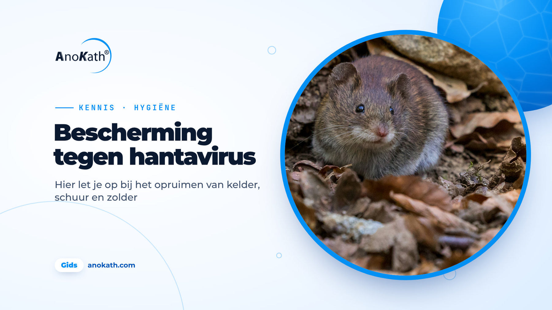 Kleine bruine muis tussen herfstbladeren, omslagafbeelding bij de gids over bescherming tegen hantavirussen