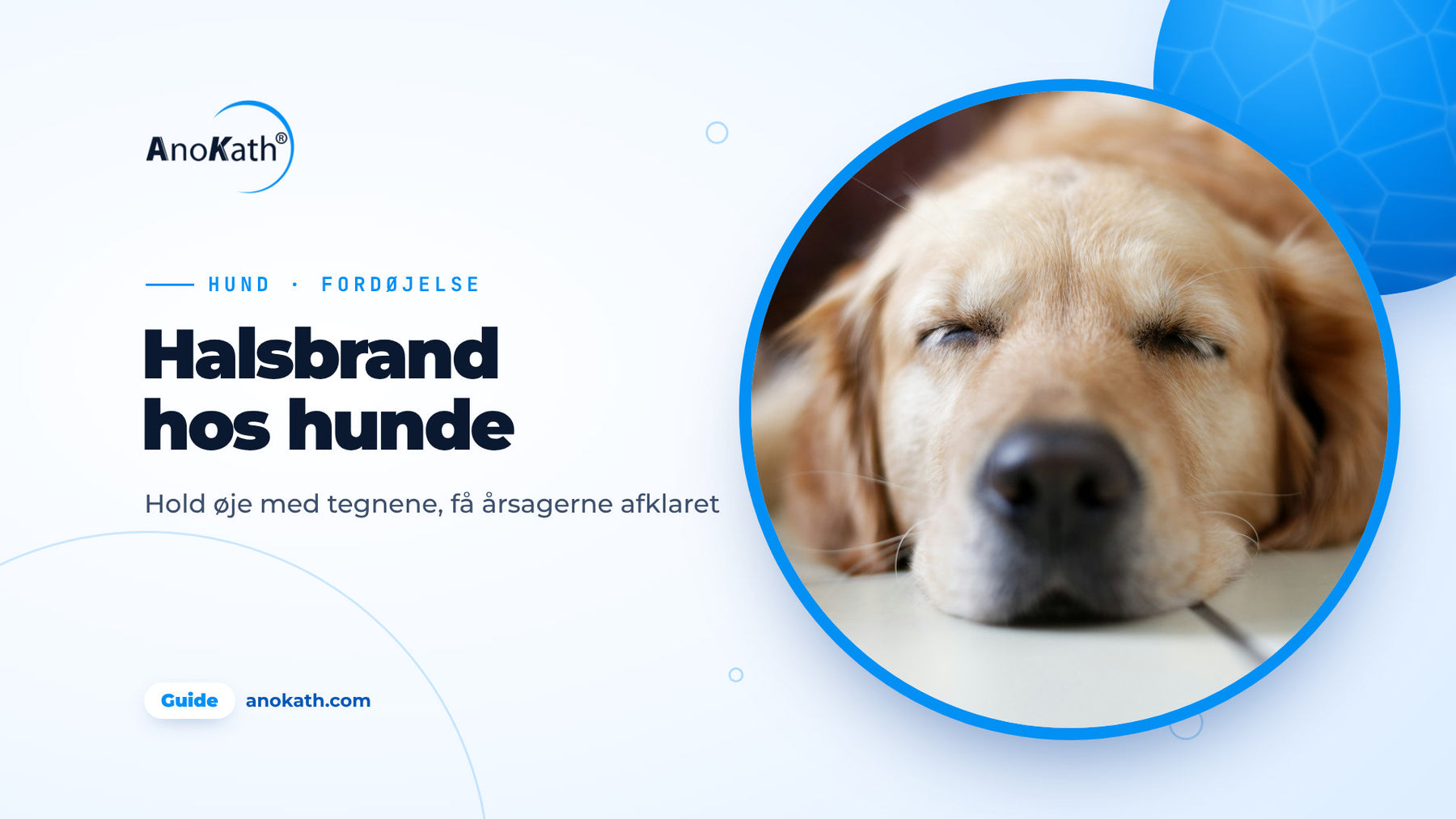 Golden retriever sover afslappet på et lyst gulv, forsidebillede til guiden om halsbrand hos hunde