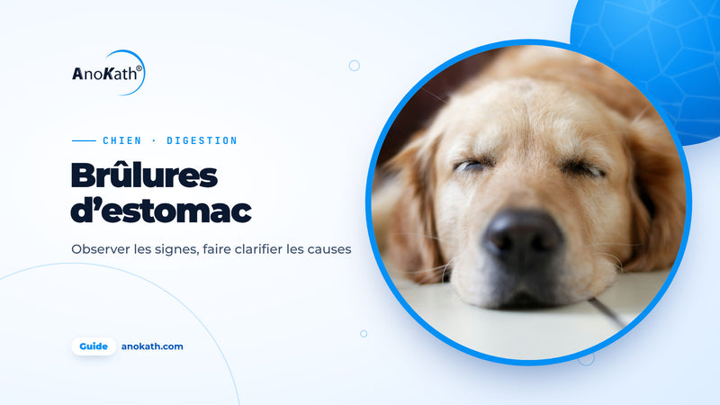 Golden retriever dormant, détendu, sur un sol clair, image de couverture du guide sur les brûlures d’estomac chez le chien