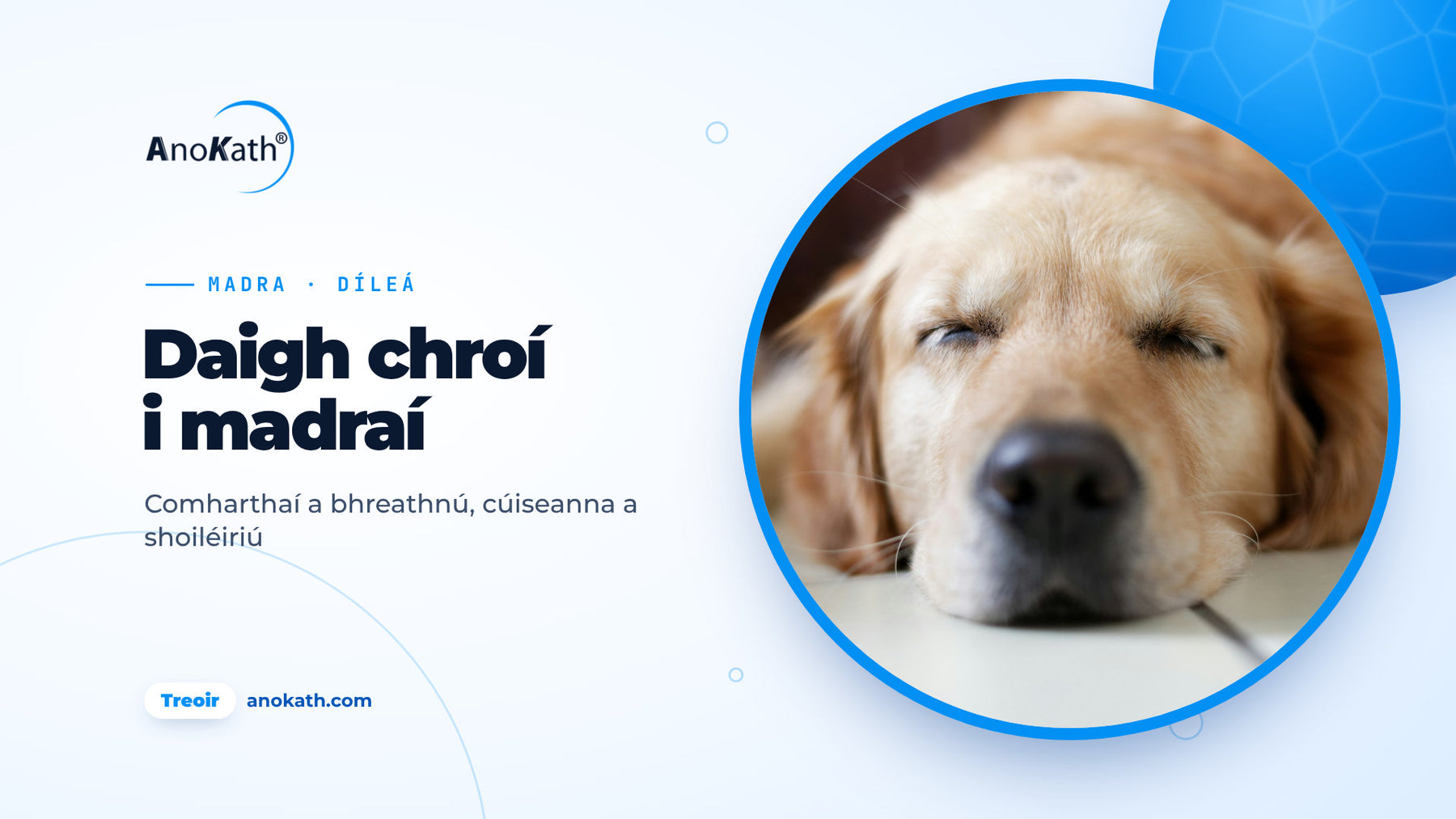 Golden Retriever ina chodladh go suaimhneach ar urlár geal, íomhá chlúdaigh don treoir ar dhaigh chroí i madraí