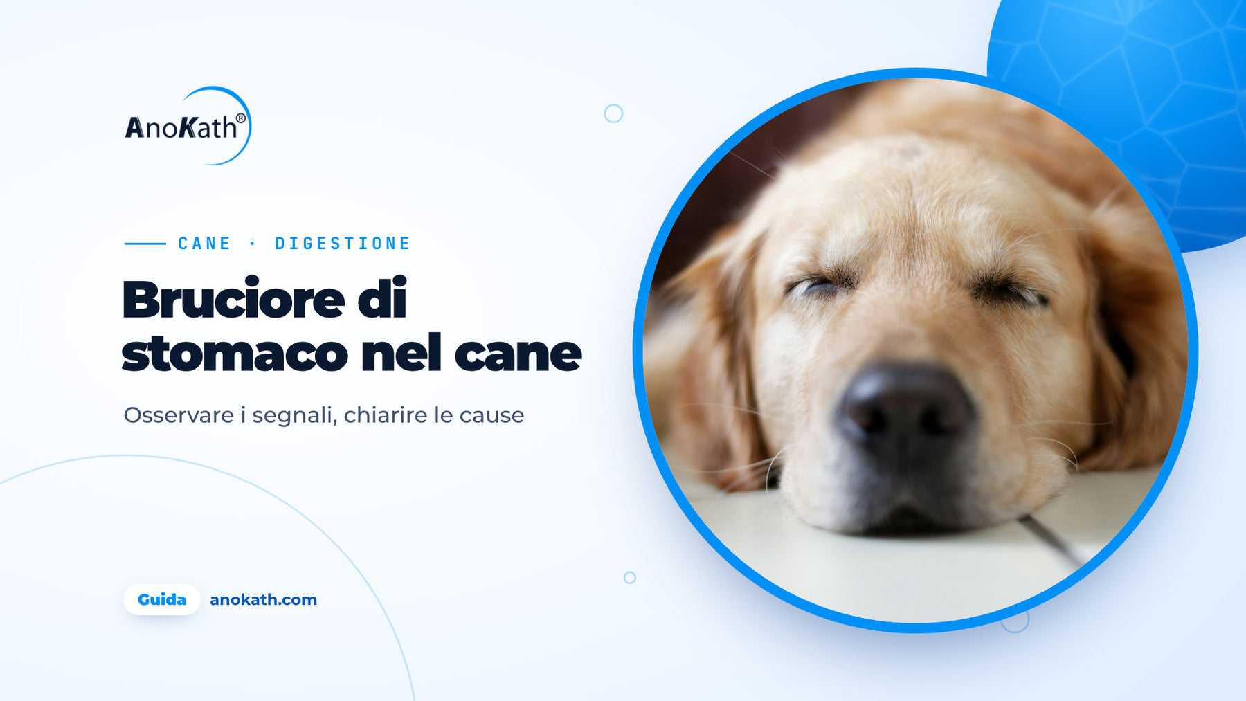 Golden Retriever dorme rilassato su un pavimento chiaro, immagine di copertina della guida sul bruciore di stomaco nel cane