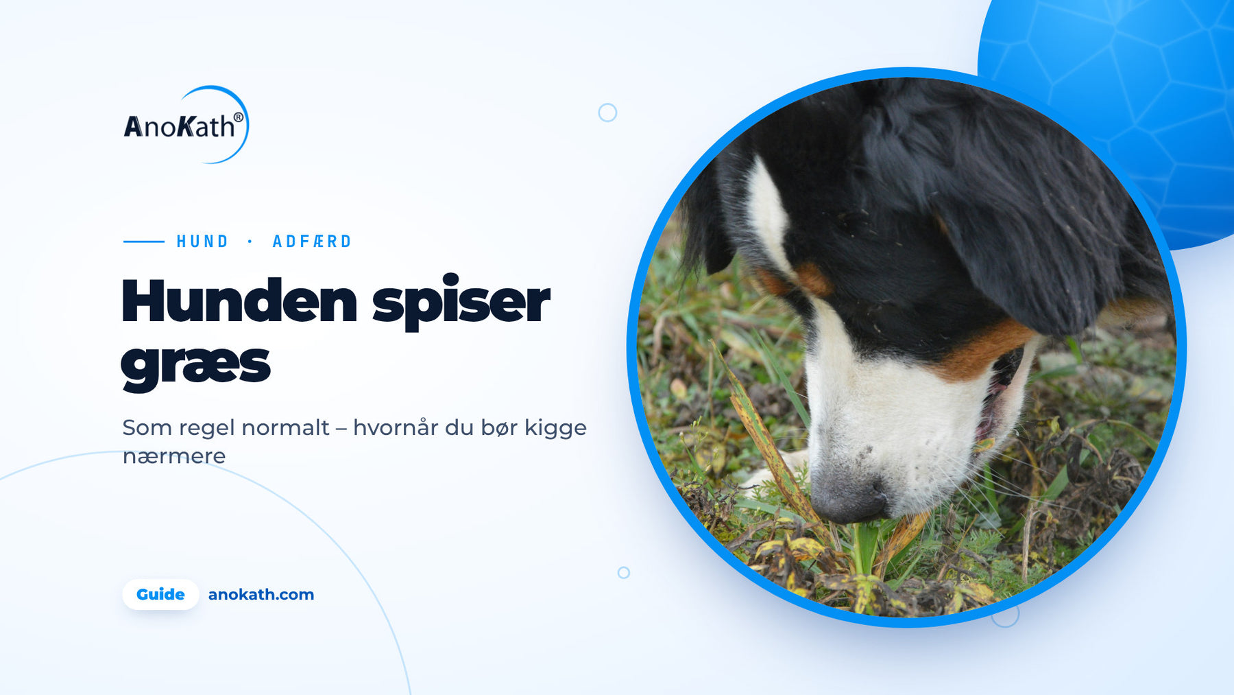 Berner sennenhund napper i græsstrå på en eng, forsidebillede til guiden om hunden, der spiser græs