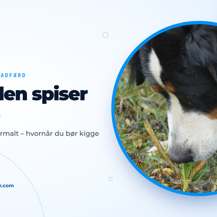 Berner sennenhund napper i græsstrå på en eng, forsidebillede til guiden om hunden, der spiser græs
