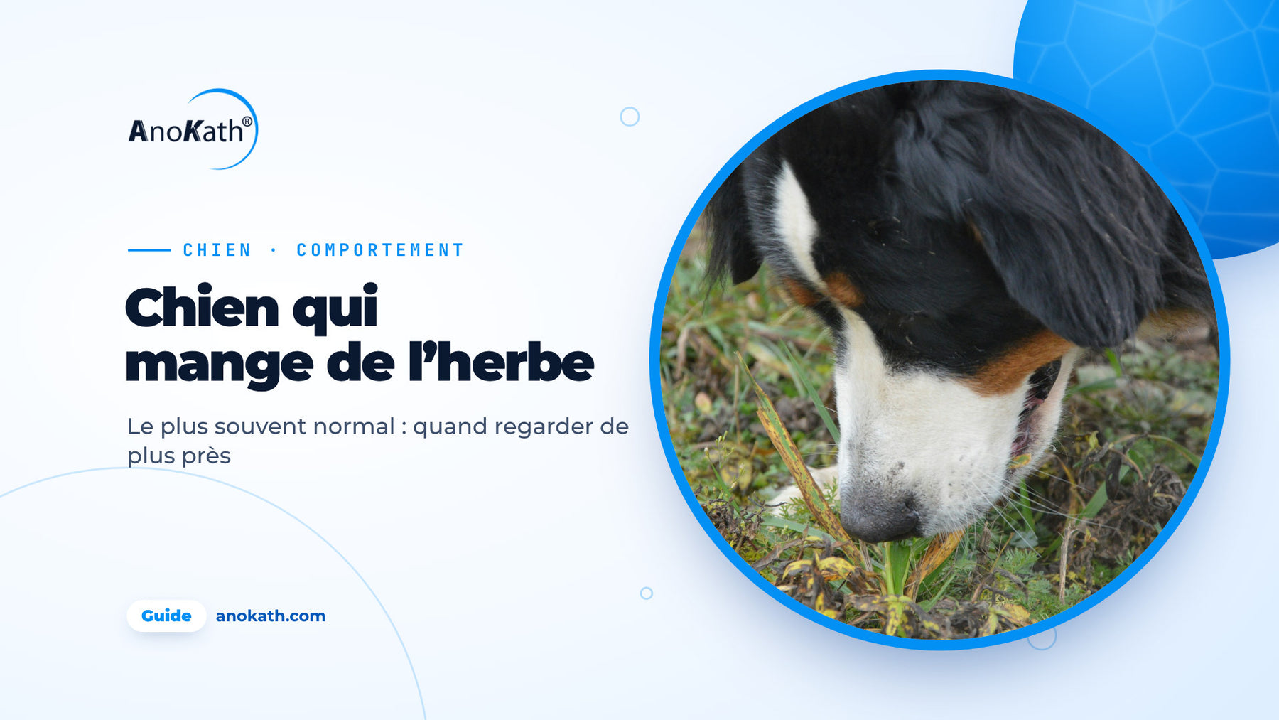 Bouvier bernois broutant des brins d’herbe dans un pré, image de couverture du guide sur le chien qui mange de l’herbe