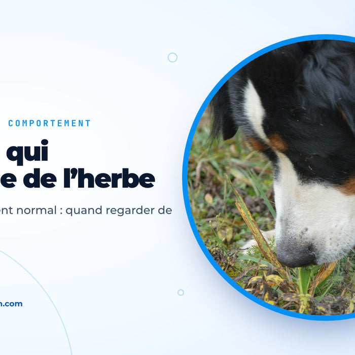 Bouvier bernois broutant des brins d’herbe dans un pré, image de couverture du guide sur le chien qui mange de l’herbe
