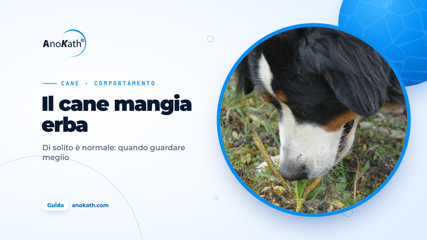Bovaro del Bernese mordicchia fili d’erba in un prato, immagine di copertina della guida sul cane che mangia erba