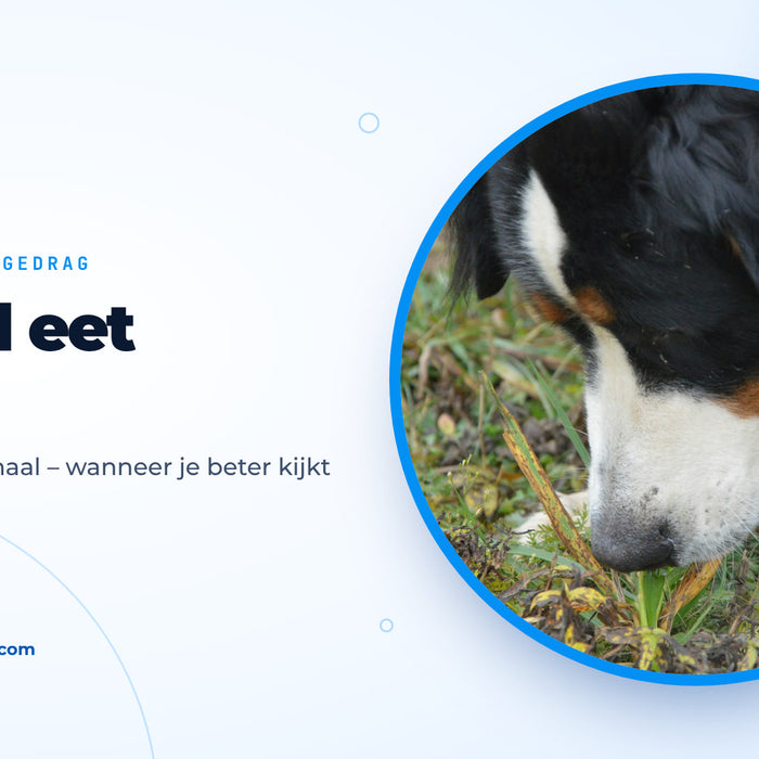 Berner sennenhond knabbelt op een weide aan grashalmen, omslagafbeelding bij de gids over hond eet gras